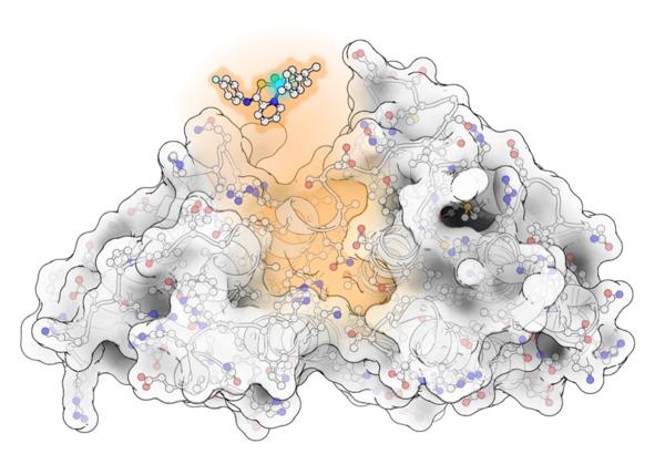 This graphic is a schematic drawing of the interaction of plecstatin with a plectin domain